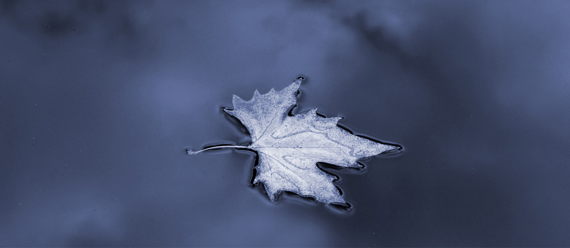 Photo of maple leaf floating in water